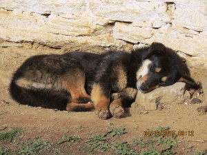 Dogs are everywhere!     