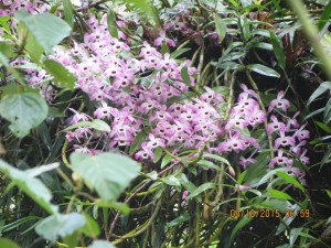 Orchids     