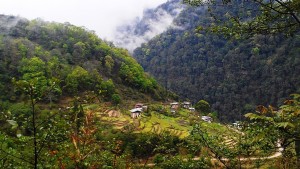 Terraced hillside     