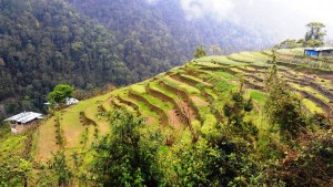 Terraced hillside     