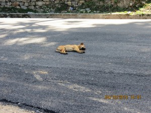 Dogs will sleep anywhere...   
