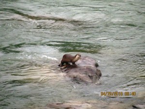 River otter   