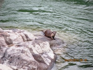 River otter   