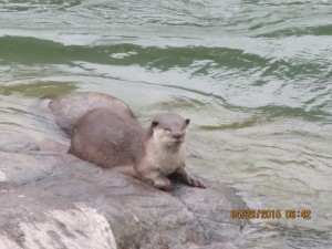 River otter   