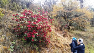 Rhododendrons were quite showy   