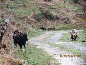 Yak alert!   