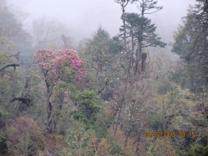 Rhododendrons in the mist   
