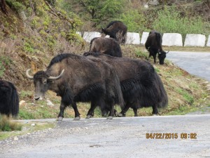 Yak   