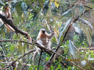 Golden Langur    