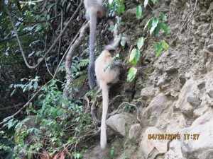 Golden Langur    