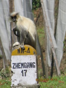 Golden Langur on the Zhemgang road      