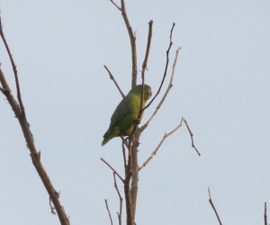 Blue-winged parrotlet
