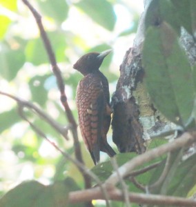Scaly-breasted woodpecker