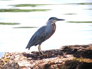 Striated heron  