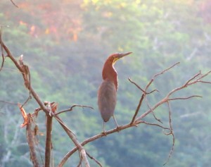 Rufescent tiger-heron  