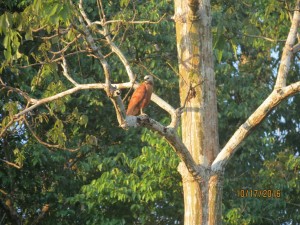 Black-collared hawk  
