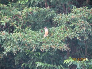 Black-headed squirrel monkey 