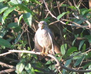 Roadside hawk