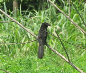 Smooth-billed ani  