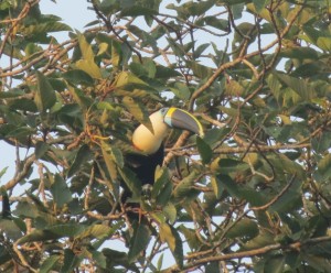 White-throated toucan 