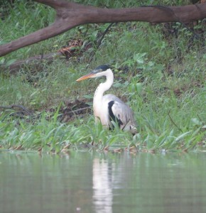 Cocoi heron 
