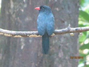 Black-fronted nunbird 