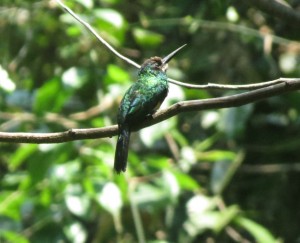 Bronzy jacamar 