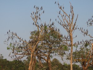 Neotropic cormorants 
