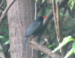 Black-fronted nunbird