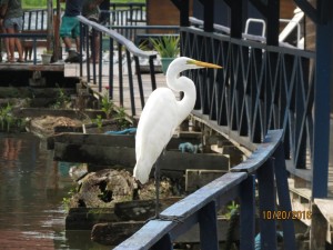 Great egret  