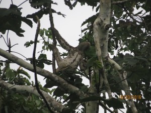 Brown-throated three-toed sloth 