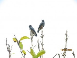 Swallow-winged puffbird  
