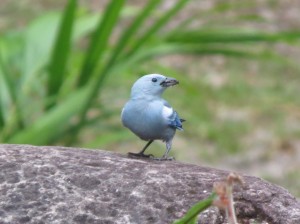 Blue-gray tanager   