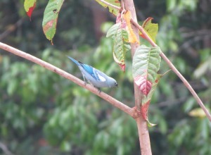 Blue-gray tanager   