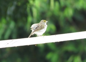 Yellow-browed sparrow  