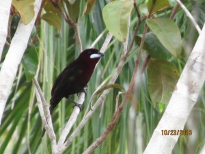 Silver-beaked tanager  
