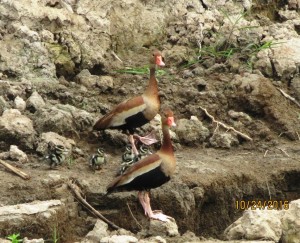 Black-bellied whistling duck  