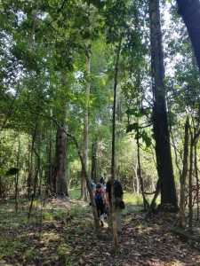 Forest trail at Uakari