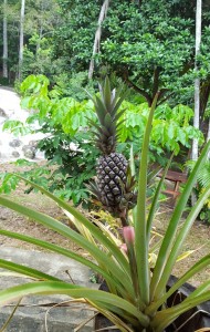 Pineapple  