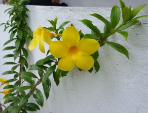 Pretty flowers 