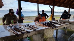 Fresh fish!
