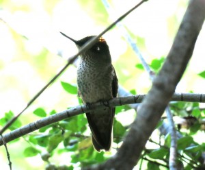 Green-backed Firecrown (bad lighting :-( )