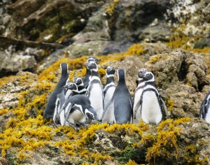 Magellanic Penguin