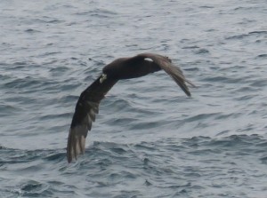 White-chinned Petrel