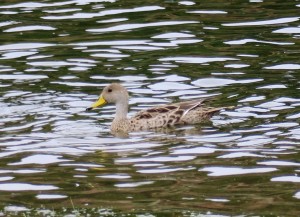 Yellow-billed Pintail