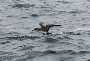 Pink-footed Shearwater