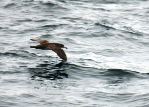 Sooty Shearwater