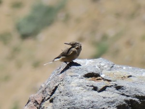 Black-billed Shrike-tyrant