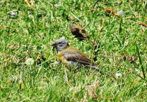 Gray-hooded Sierra-finch