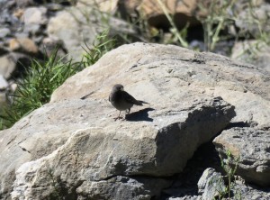 Mourning Sierra-finch